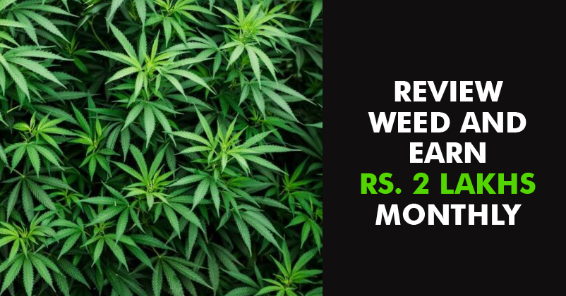 Company Is Hiring A Cannabis Reviewer Who Will Be Paid Rs 2 Lakhs A Month
